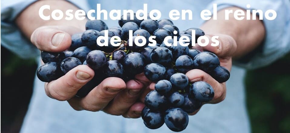 ley de la cocecha