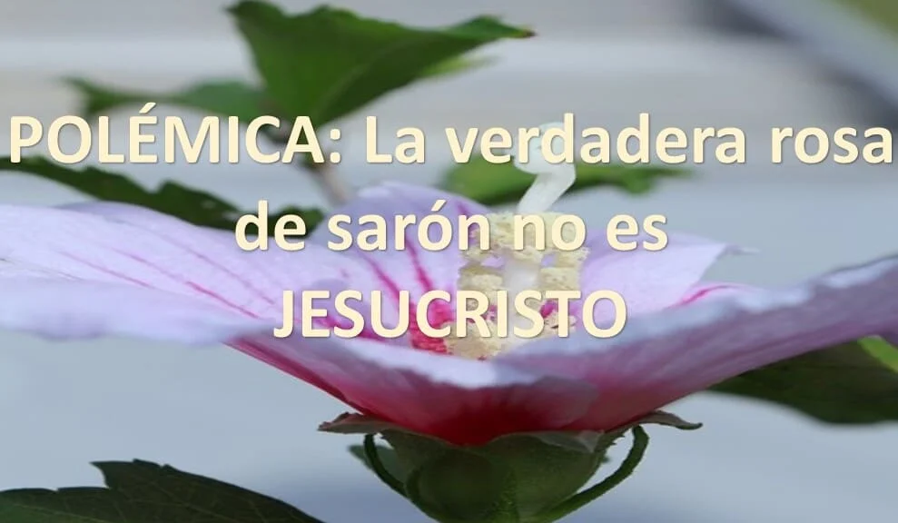 rosa de sarón